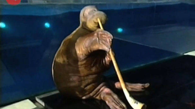 Walrus Toots His Own Horn!