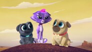 Puzzling Pugs/Rhapsody in Pug