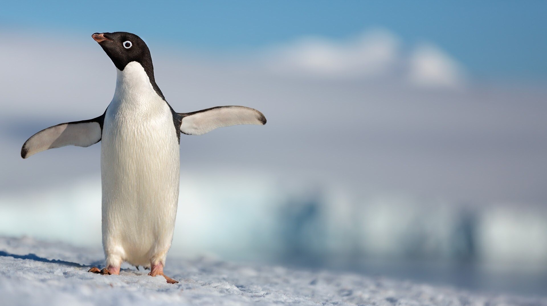 Penguins Trailer