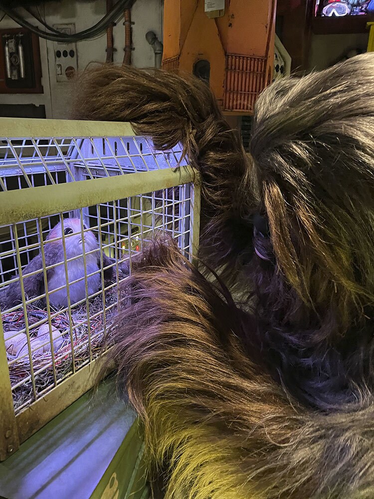 Chewbacca looking at a porg at Star Wars: Cargo Bay