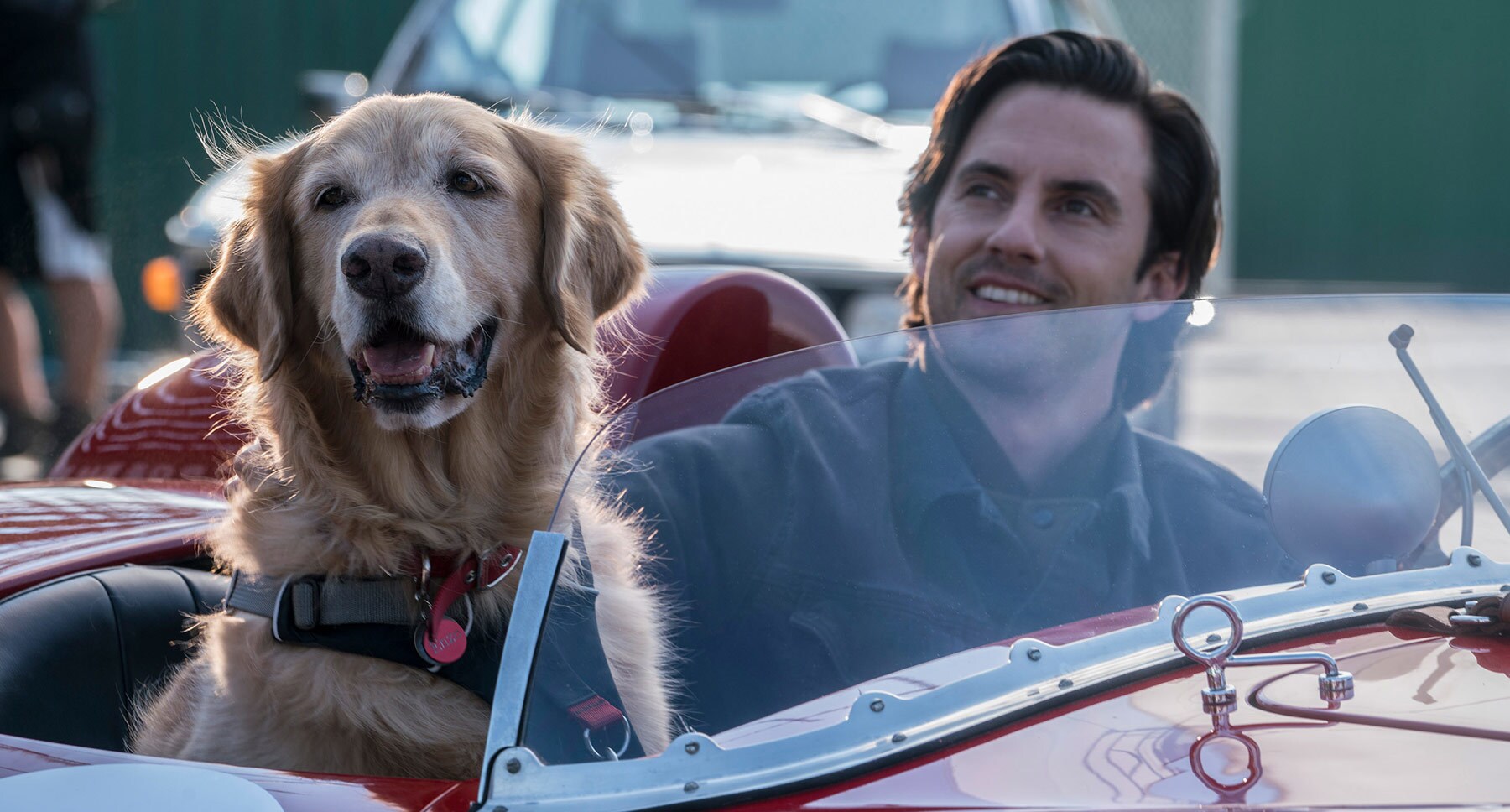 Denny (Milo Ventimiglia) and dog Enzo sitting in a car in the movie "The Art of Racing in the Rain"