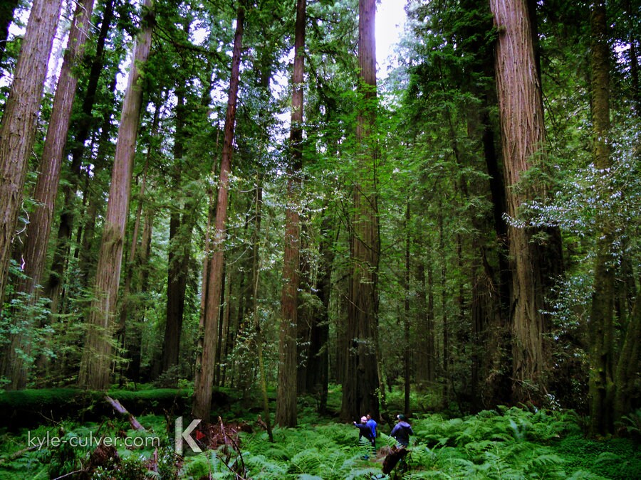 Star Wars fans visit Redwoods National Park.