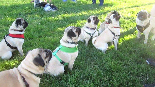 Resultado de imagen para paseando a un pug