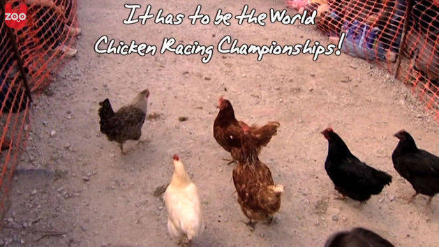 Chicken Racing World Championships