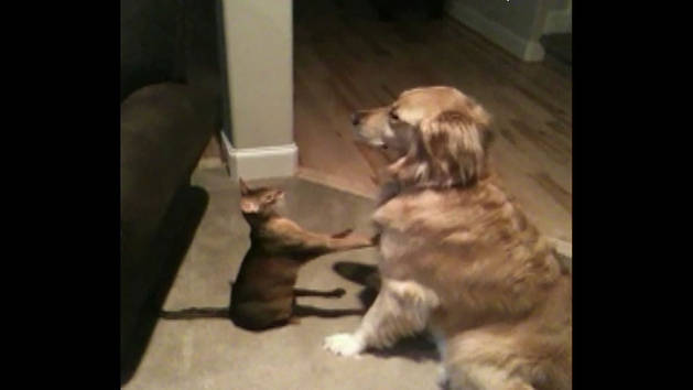 Cat Shows Dog Some Love