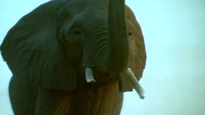 Whispers: An Elephant's Tale Trailer