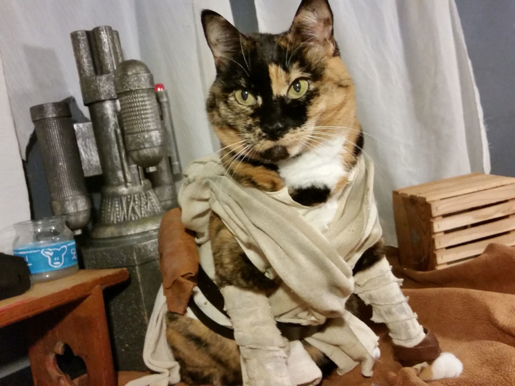 cat_cosplay_rey