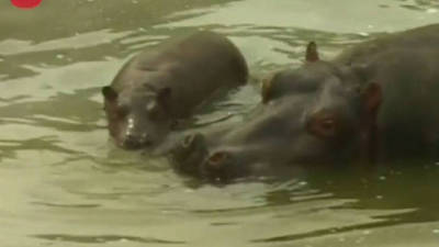 Cute Baby Hippo Disney Video