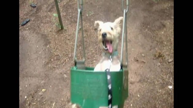 Dog on Kids Swing | Disney Video