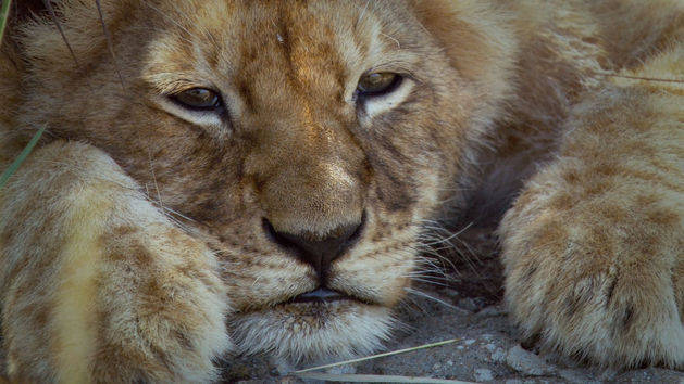 Lioness - African Cats - Disneynature App