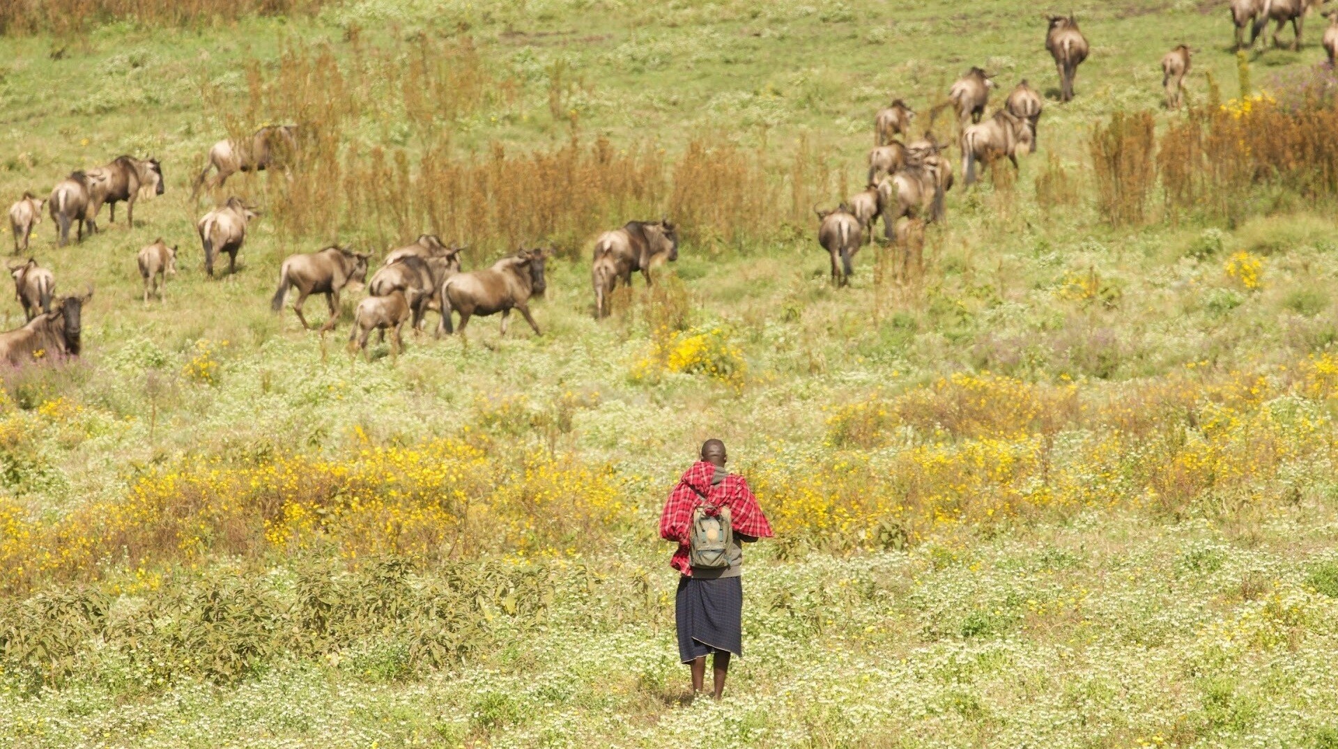 Lion Recovery Fund: Supporting Lions, People and Conservation