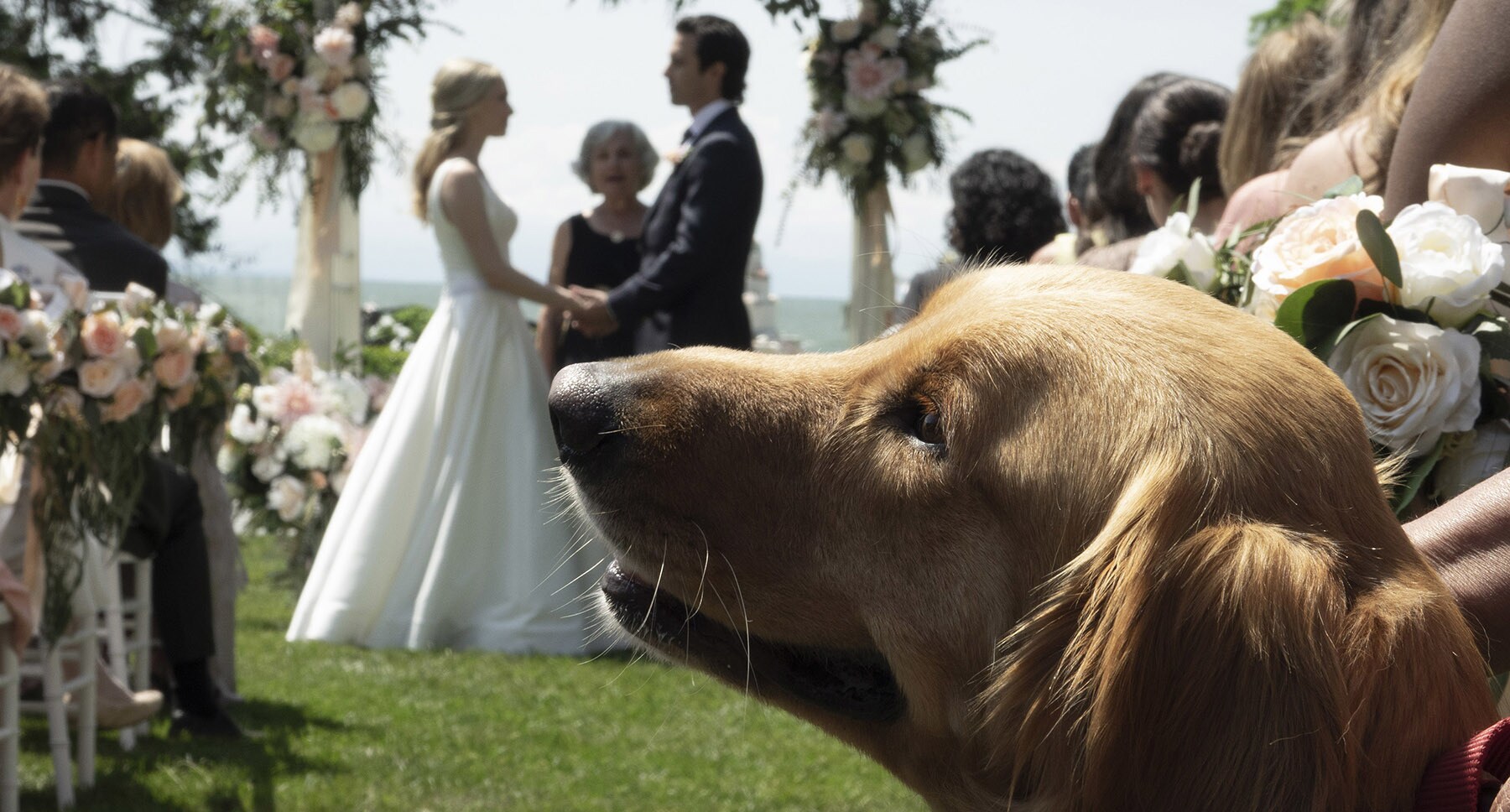 Dog Enzo at Denny (Milo Ventimiglia) and Eve's (Amanda Seyfried) wedding in the movie "The Art of Racing in the Rain"
