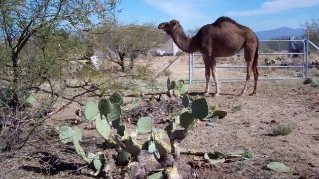 Camel Cactus Eater