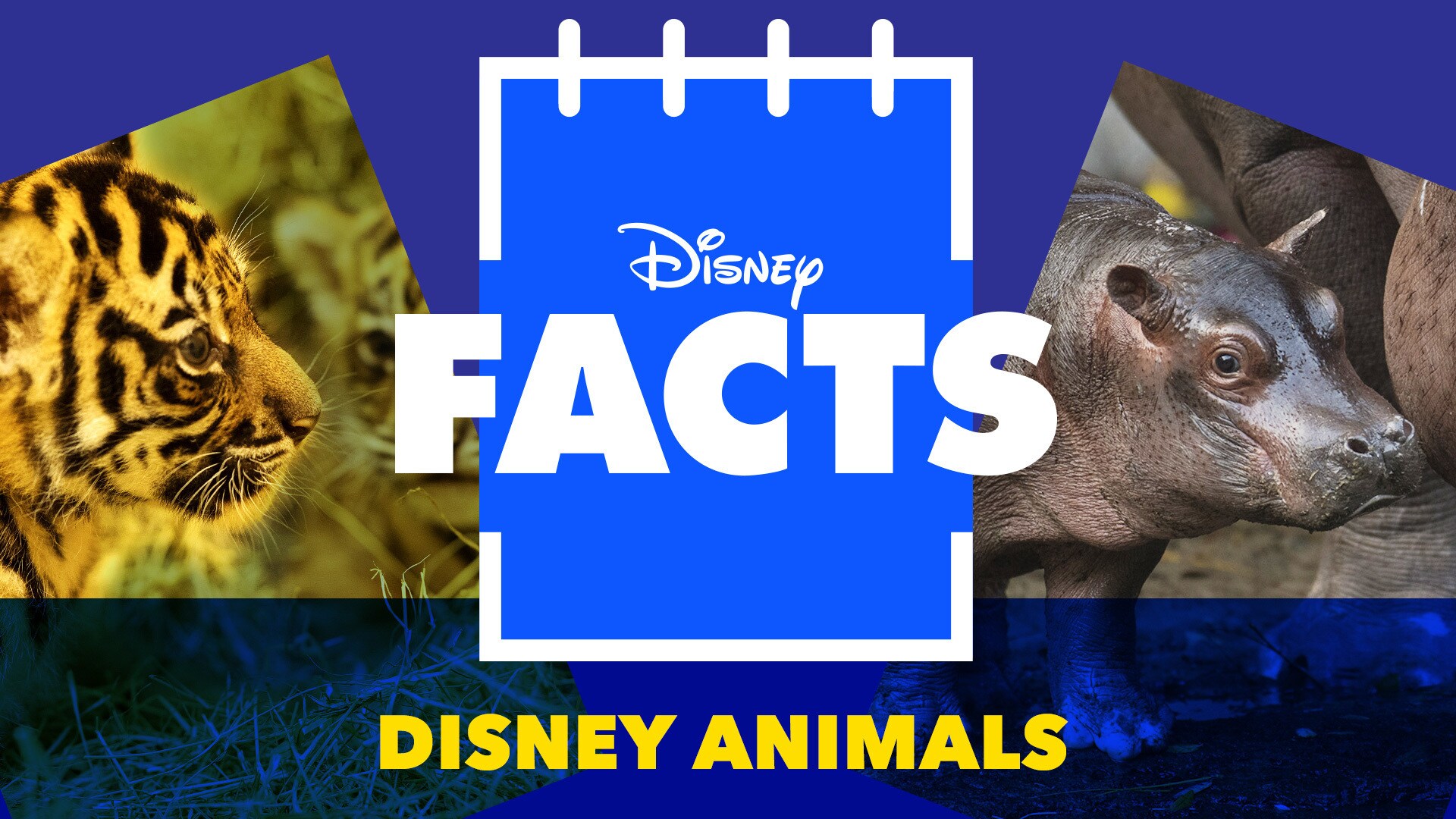 Meet the Animals from Disney's Animal Kingdom | Disney Facts by Disney