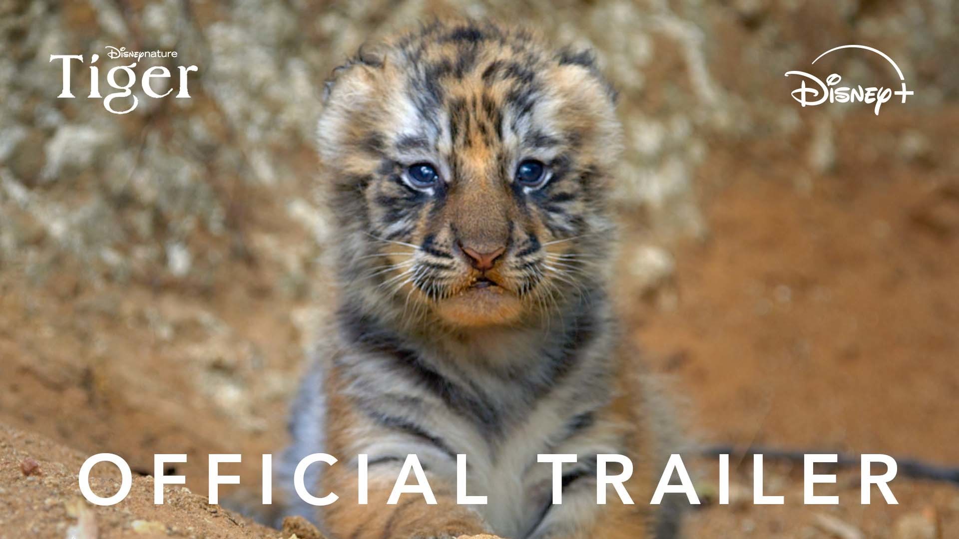 A thumbnail image for Tiger from Disney Nature coming to Disney+.