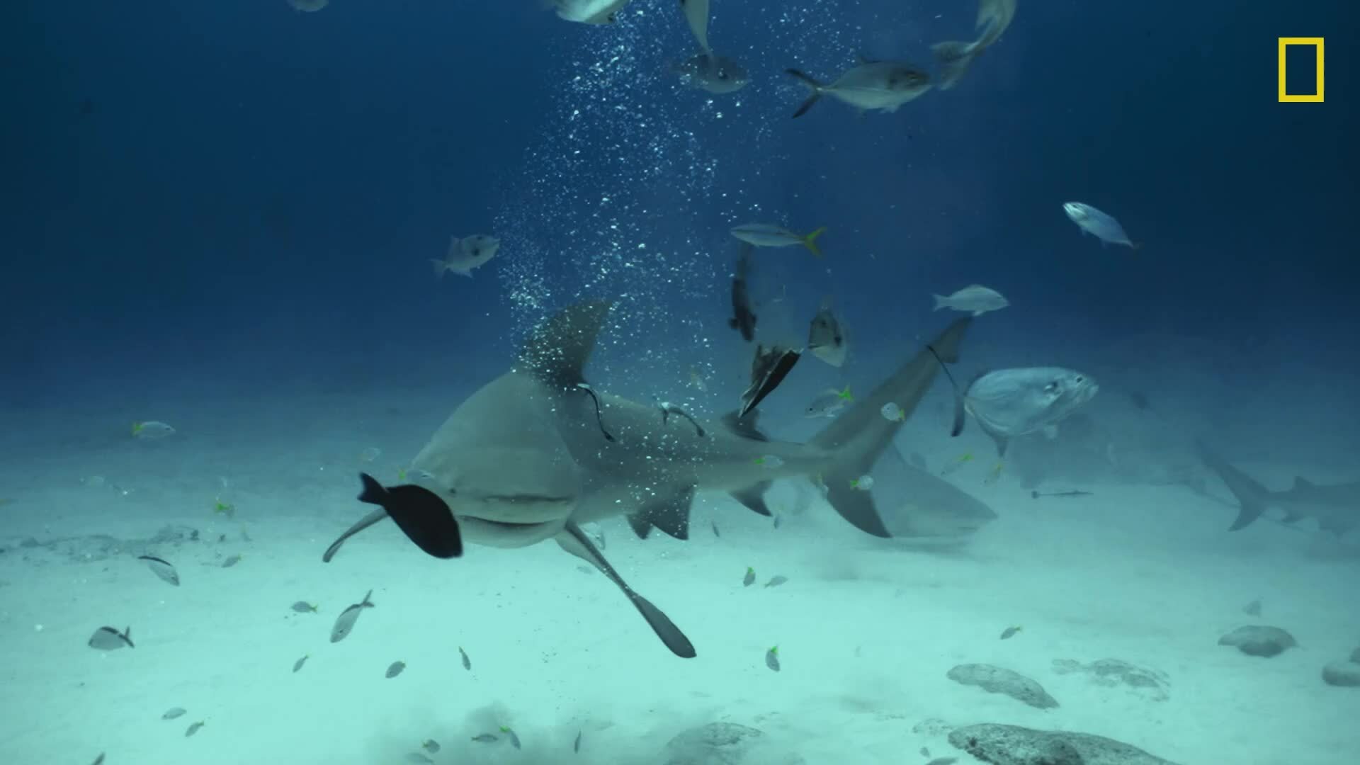 Sharkfest Now Streaming | Disney Video