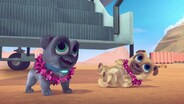 Hawaii Pug-Oh/A.R.F.