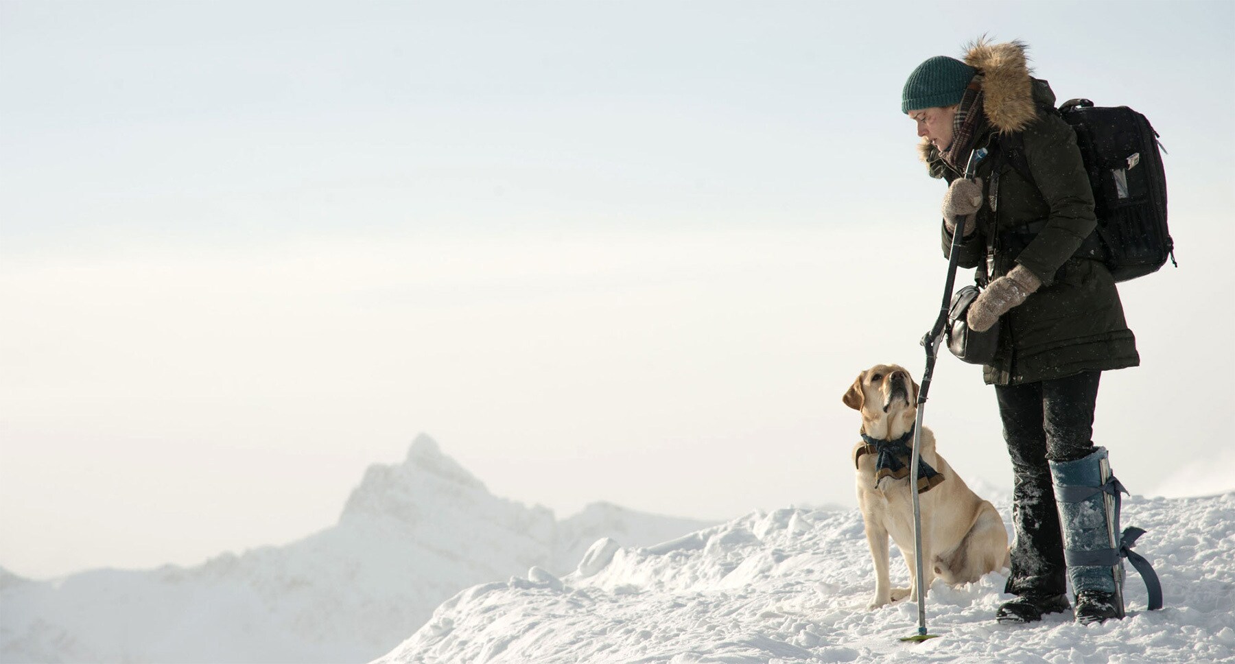 Kate Winslet (as Alex Martin) with a dog on a snowy mountain in the movie "The Mountain Between Us"