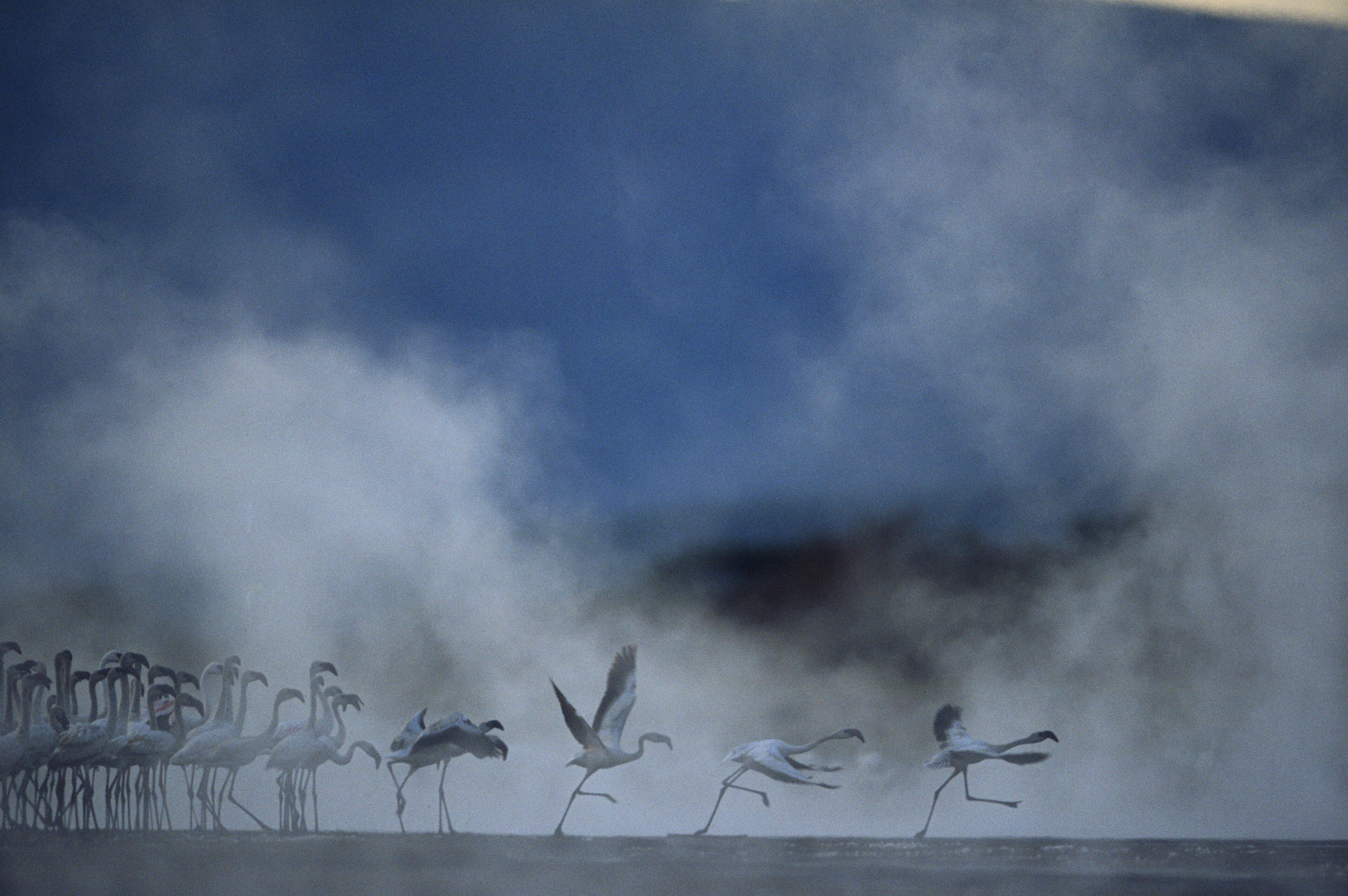 Flamingos taking off through the thick mist of dusk.