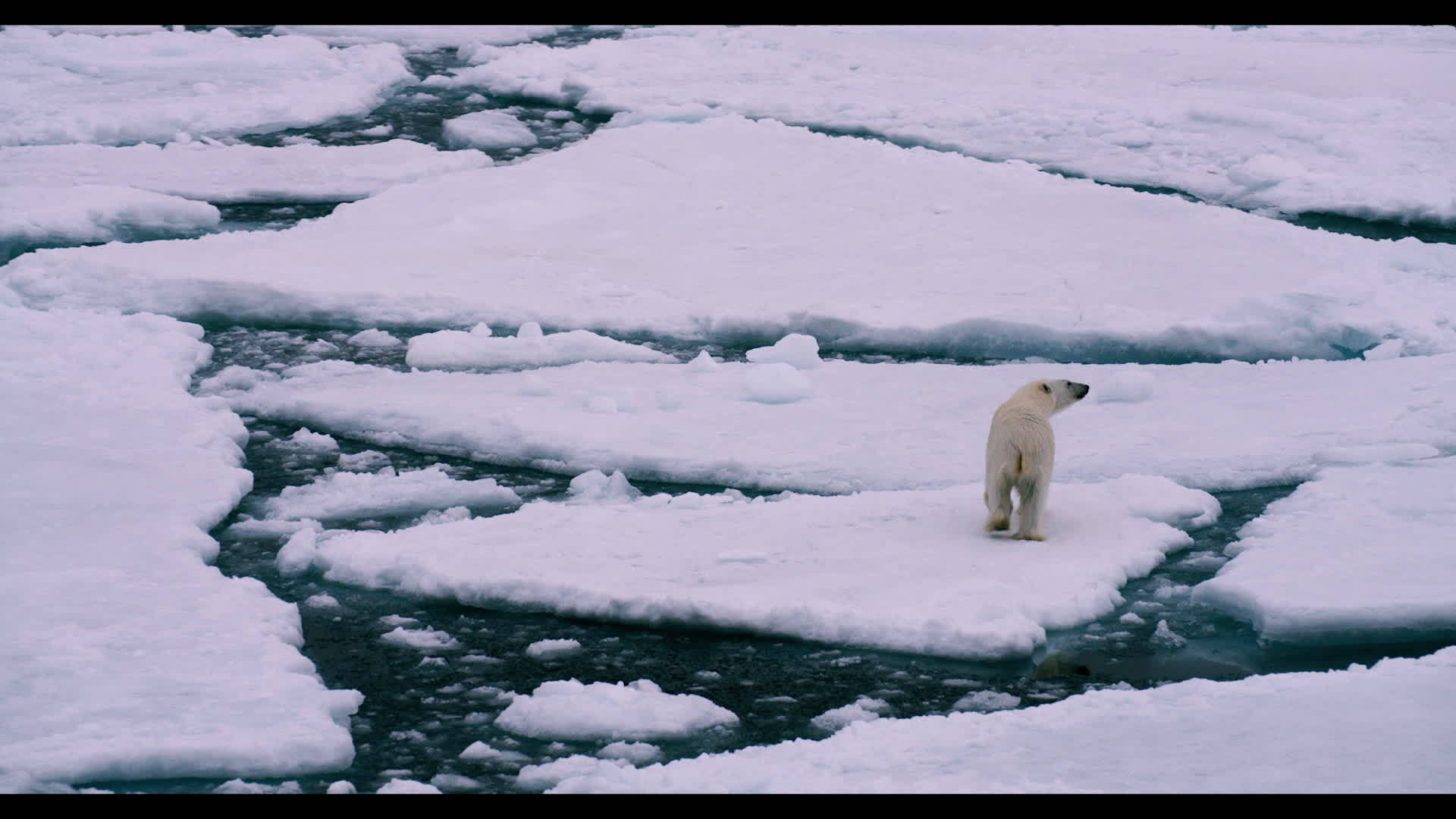 National Geographic film 'Lost in the Arctic' revisits Northwest Passage  explorations - 6abc Philadelphia