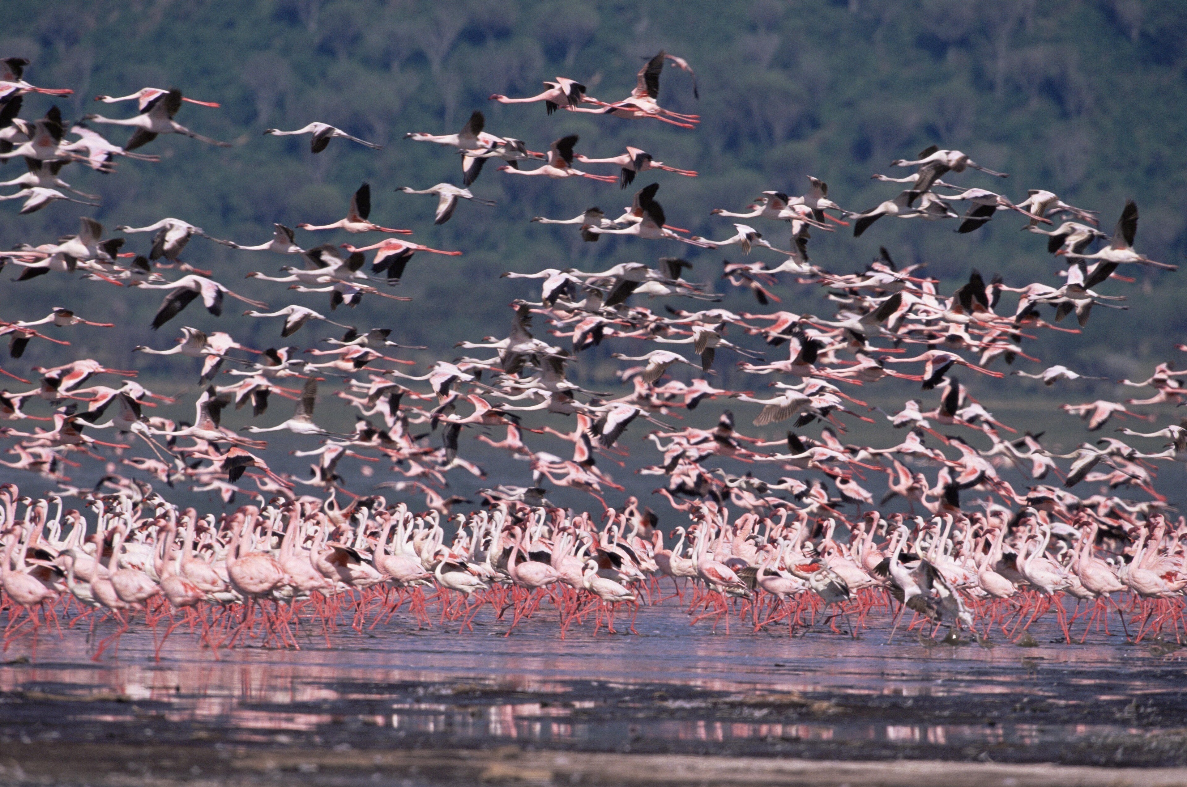 Dozens of flamingos take flight as their reflections glisten on the water.