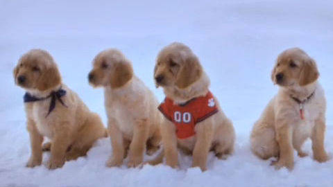 snow buddies budderball