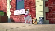 The Great Shirt Rescue / A Pugtastic Day with Grandma