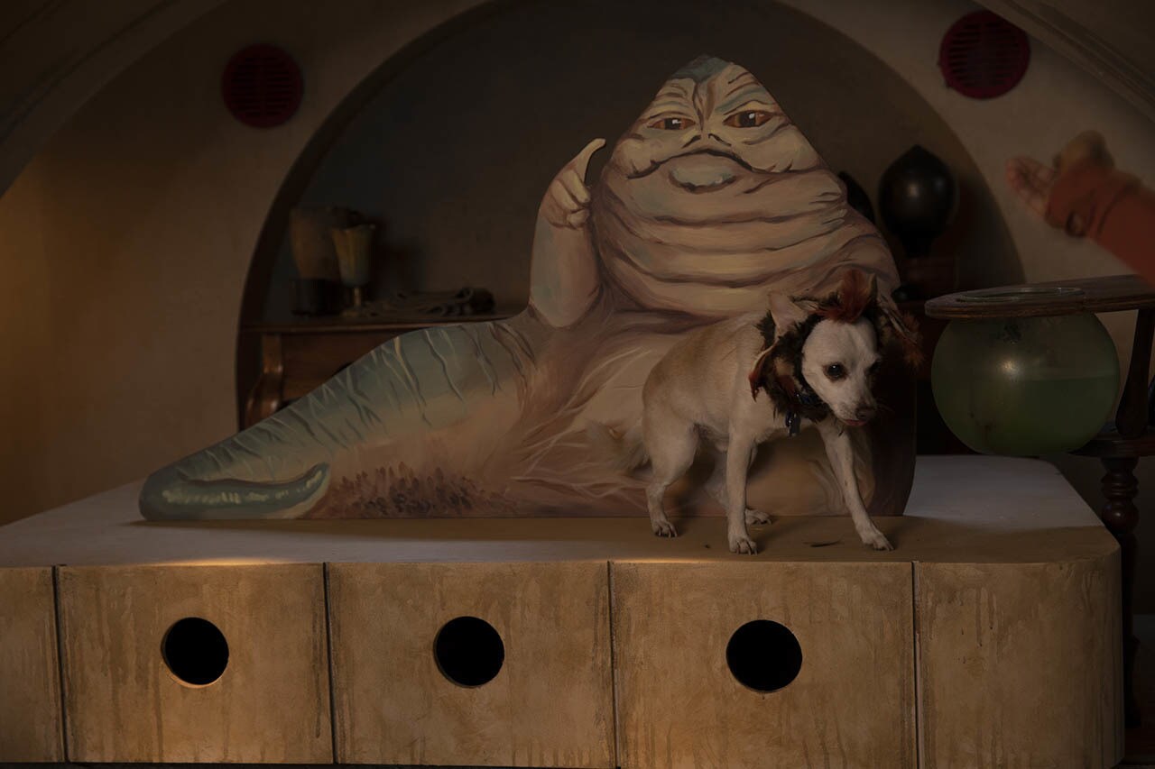 Jabba The Hutt Pet