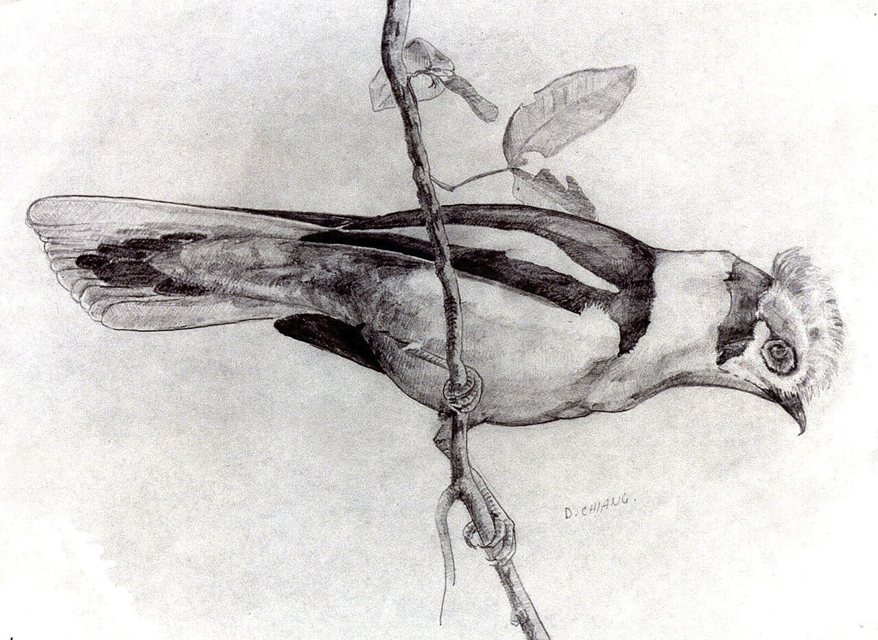 Sketch of a bird by a 13-year-old Doug Chiang.