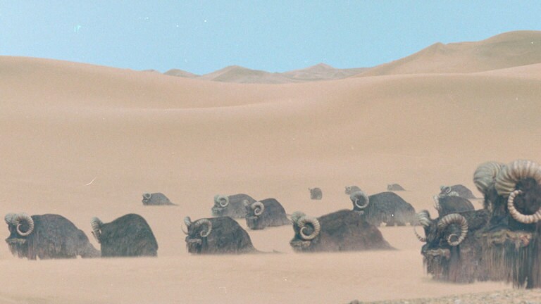 Banthas walk through sand dunes on the planet Tatooine.