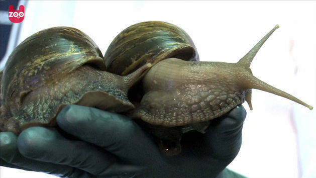 Giant Snails Invade Florida