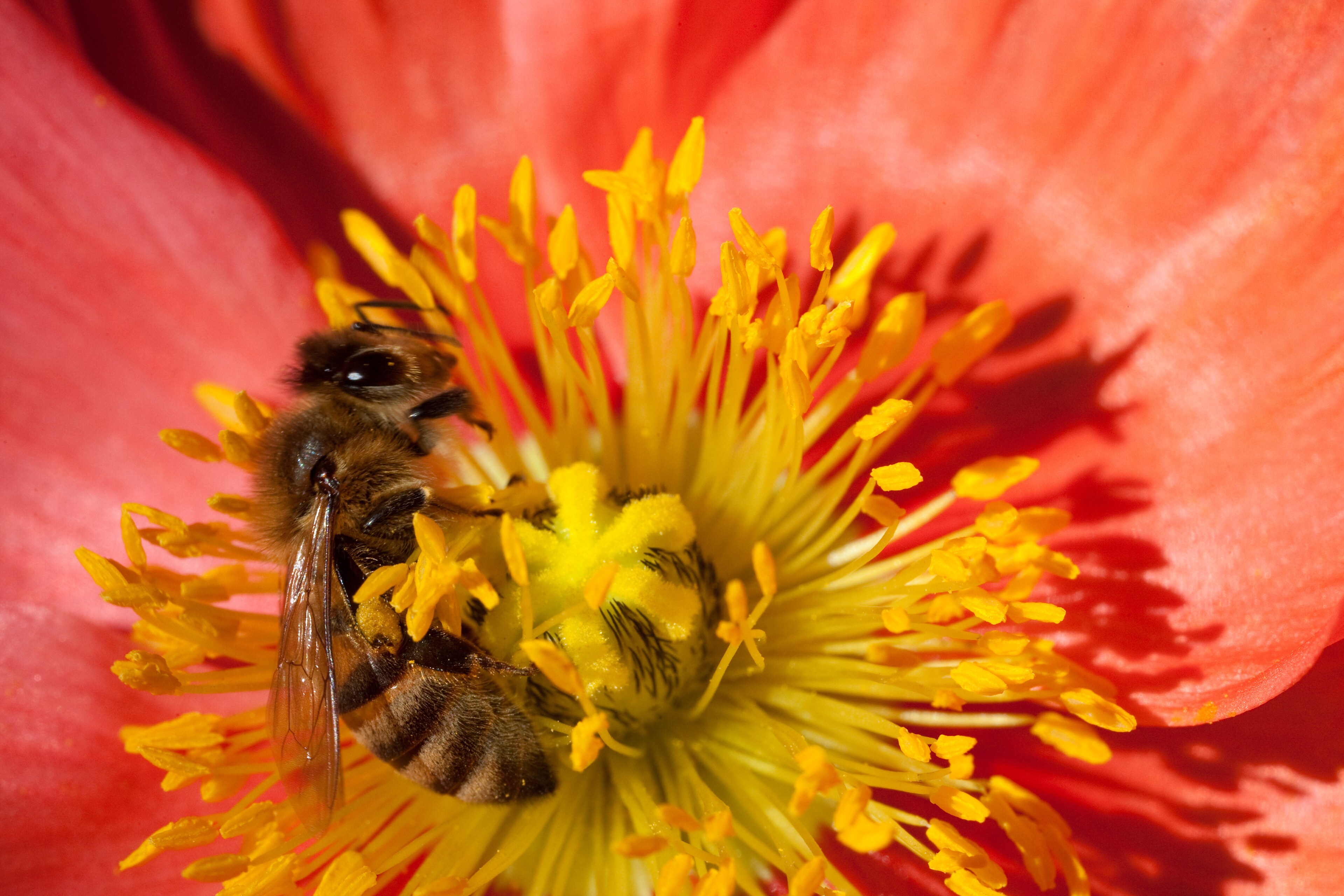 An Africanized Honey Bee (Apis mellifera) hastily collects pollen from an Icelandic poppy.