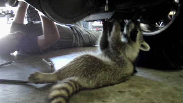 Raccoon Mechanic | Disney Video