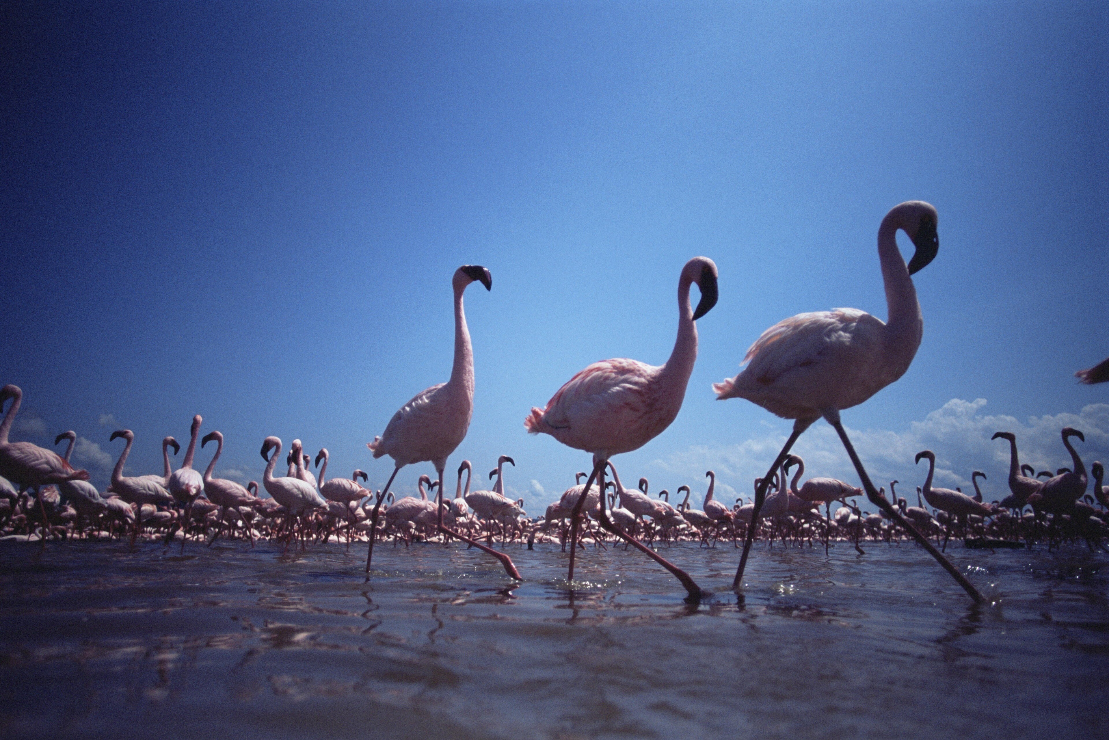 Three flamingos take a synchronized walk through the water.