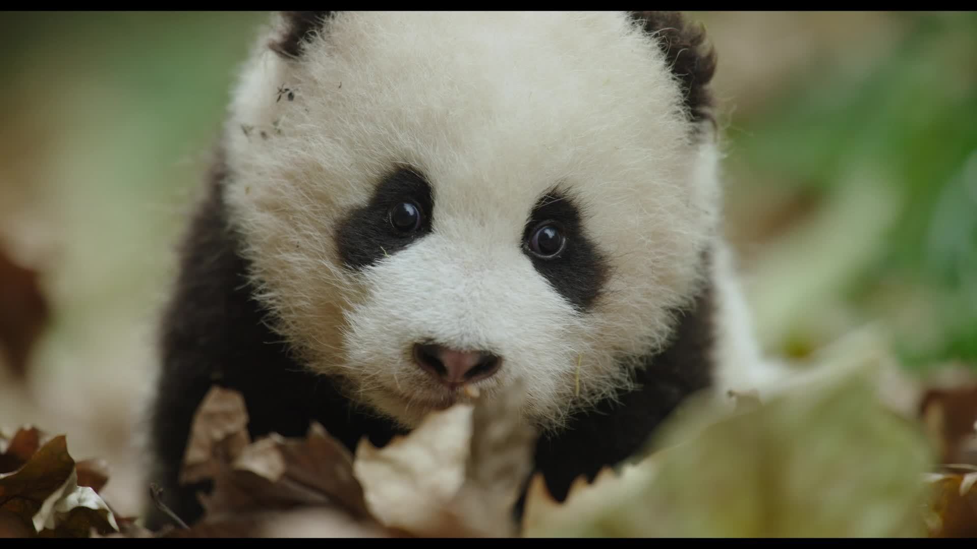 Born in China - Trailer