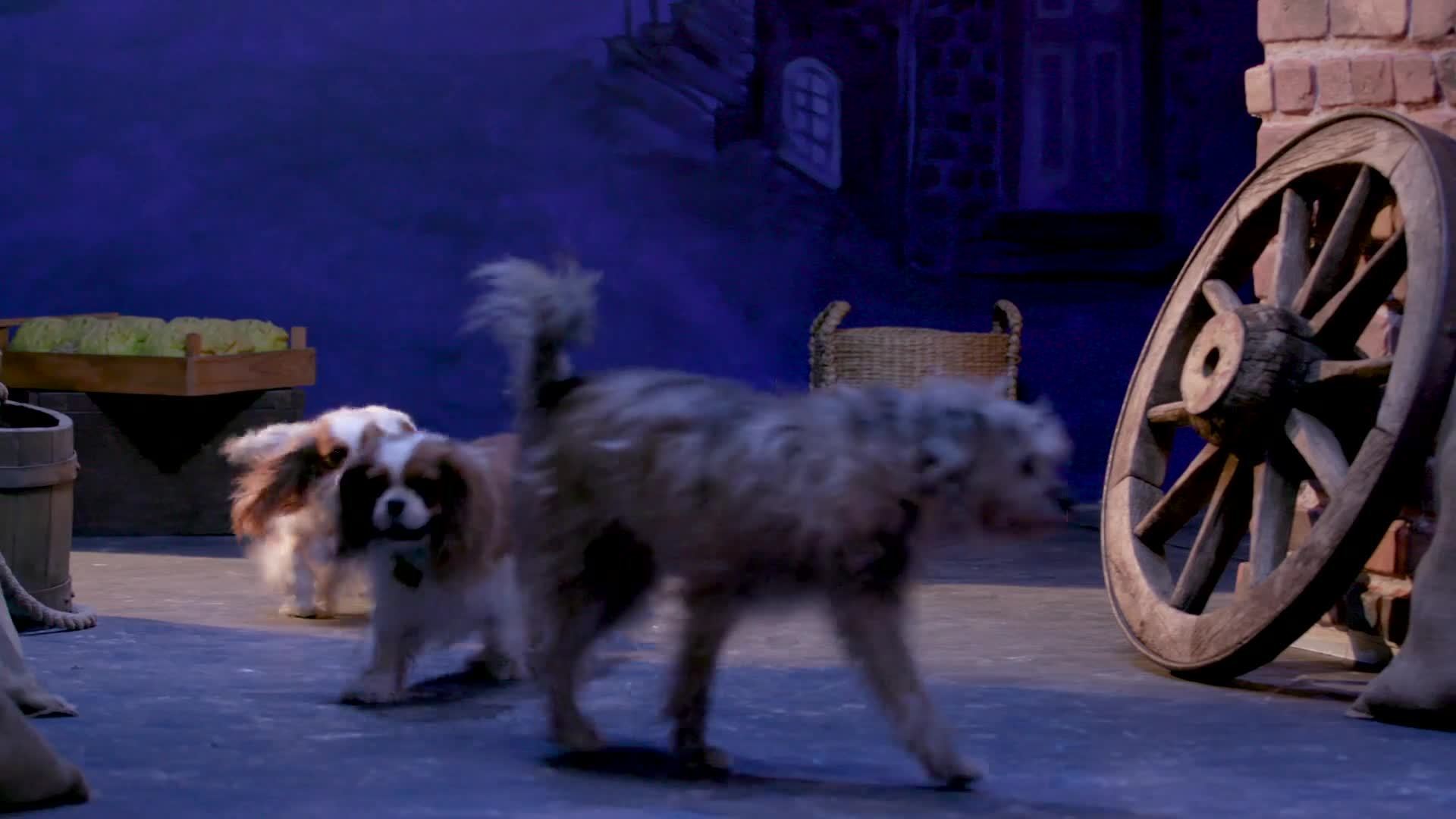Livestream of Lady and the Tramp Puppies | Oh My Disney