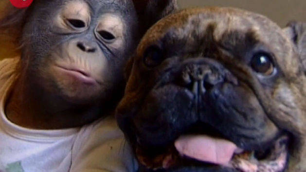 Bulldog Kisses Orangutan