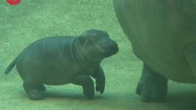 Newborn Hippo Learns To Swim