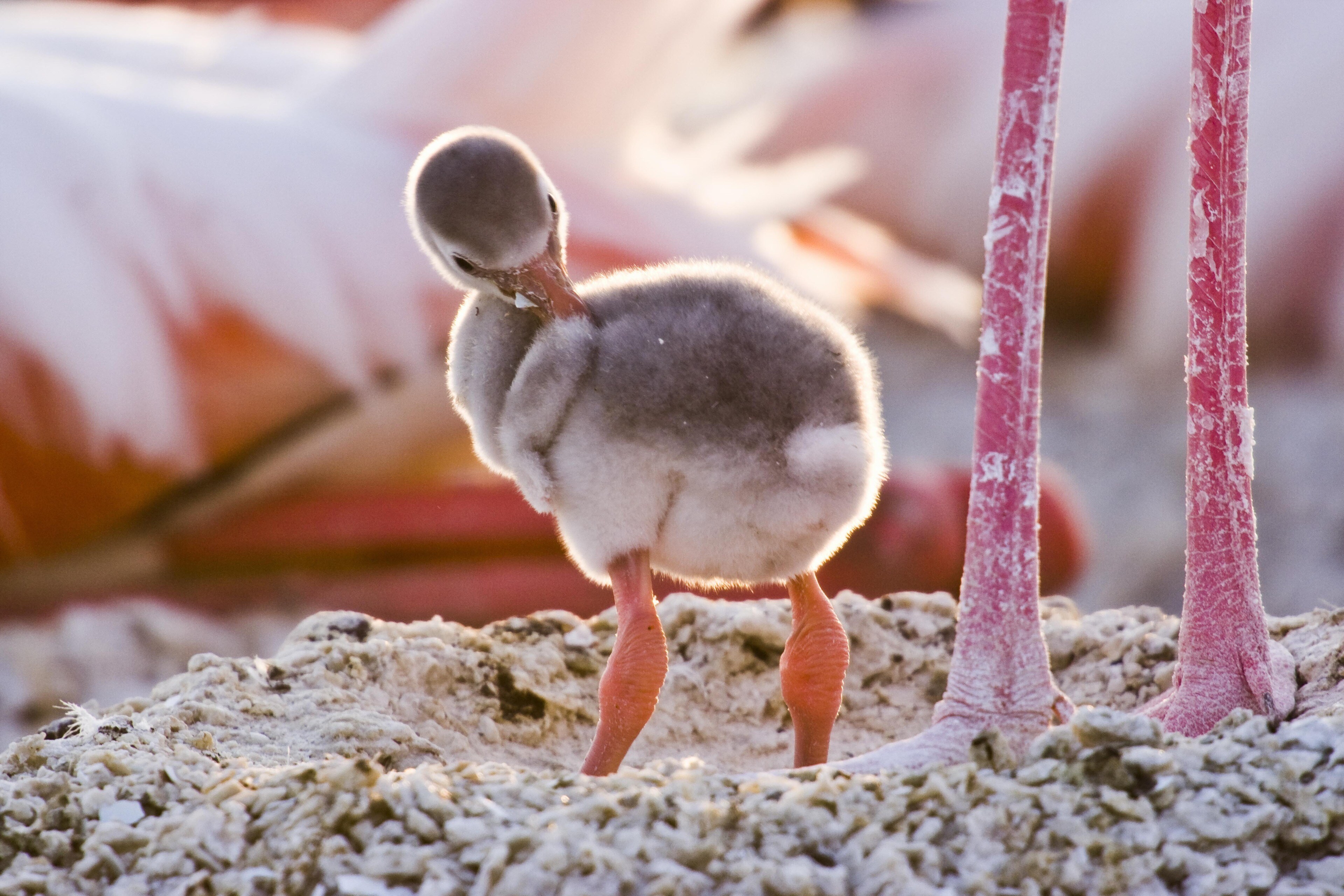 A young flamingo learning to walk.