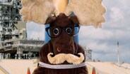 Moosetashio: A Cautionary Tale