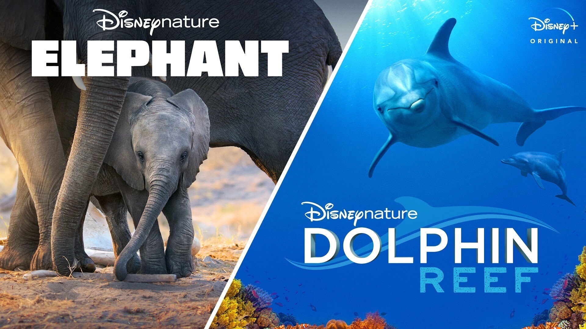 Disneynature’s Elephant & Dolphin Reef | Official Trailer | Disney+