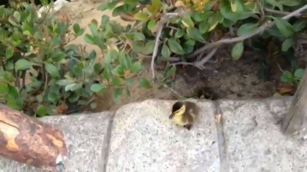 Cute Baby Ducklings at Disneyland