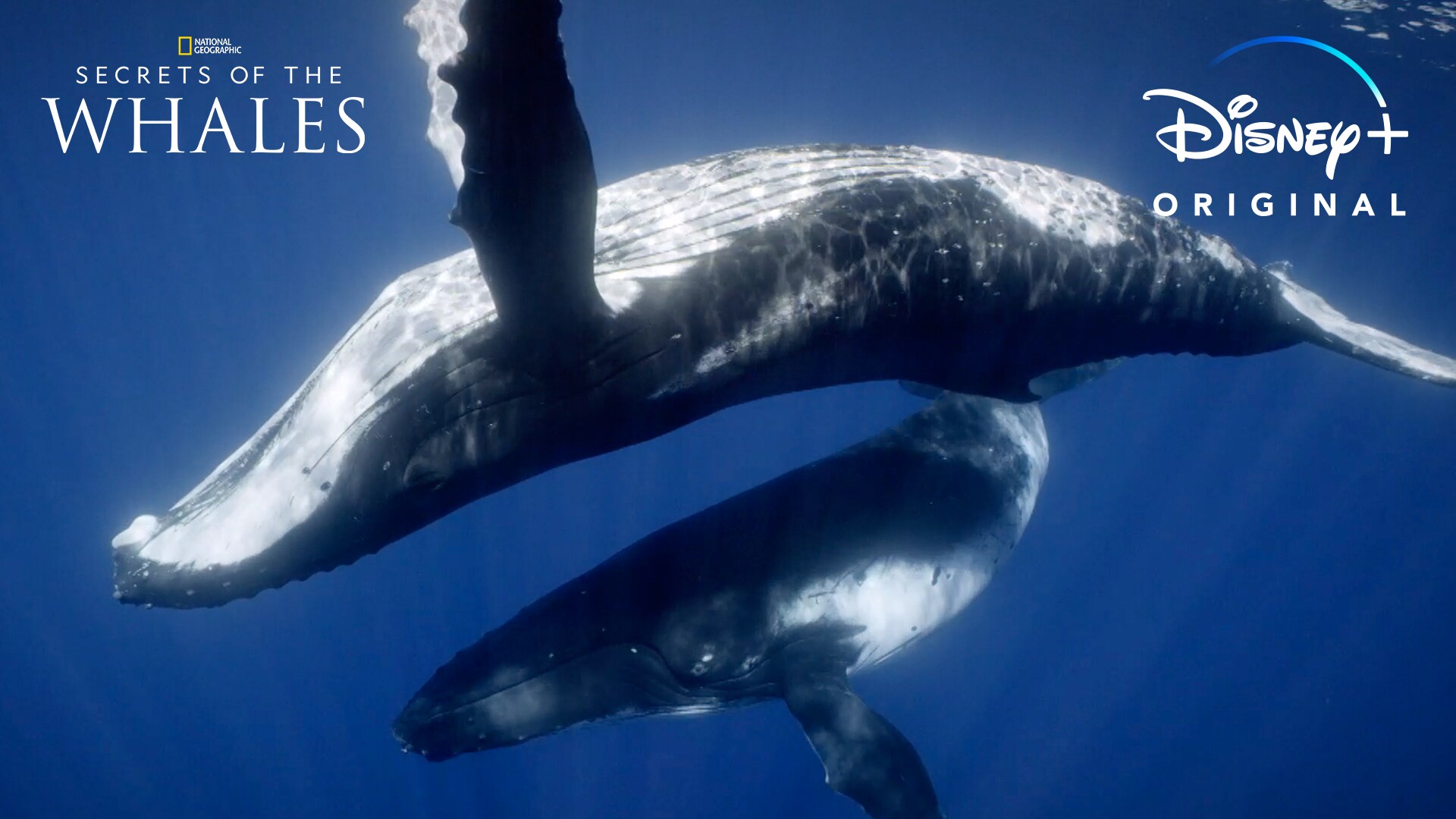 Dive In | Secrets of the Whales | Disney+