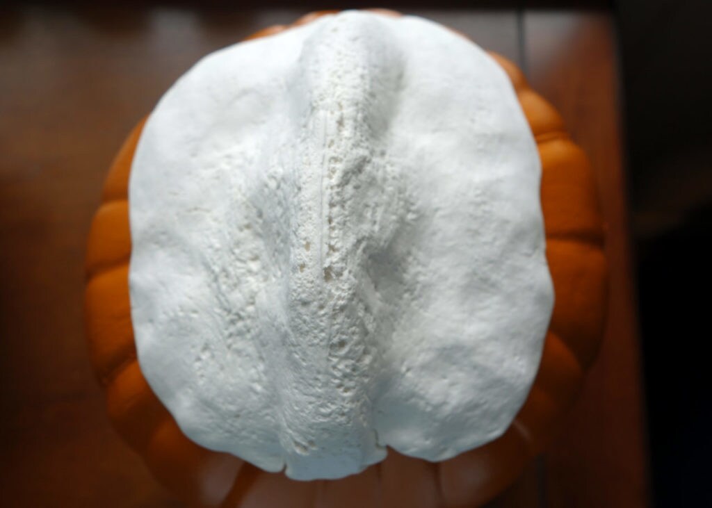 Air dry clay is molded over the top of a pumpkin.