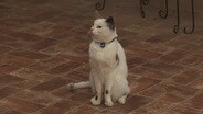 Cat With a Blog