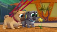 Close Encounters of a Pug Kind/History Mystery