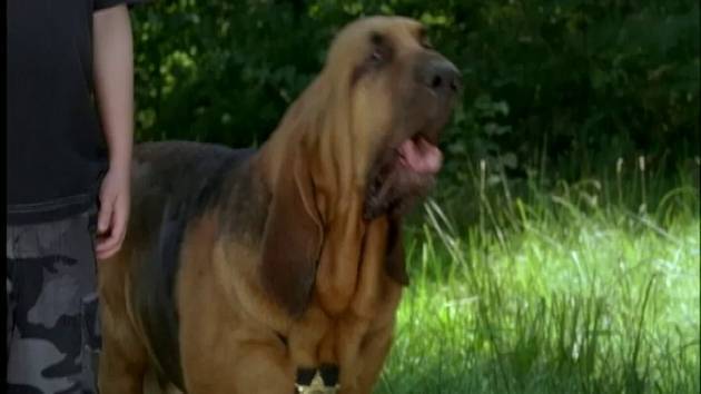 Bloodhound Tracking spray