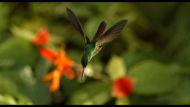 Hummingbird - Clip - Wings of Life