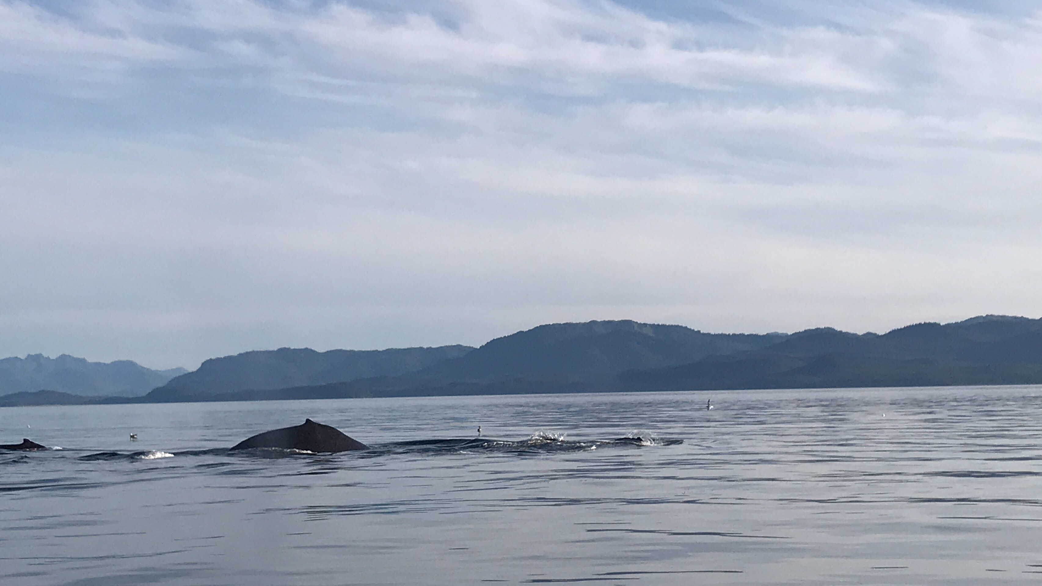 Humpback Whale on Icy Strait Point Excursion on Disney Wonder Alaska Cruise