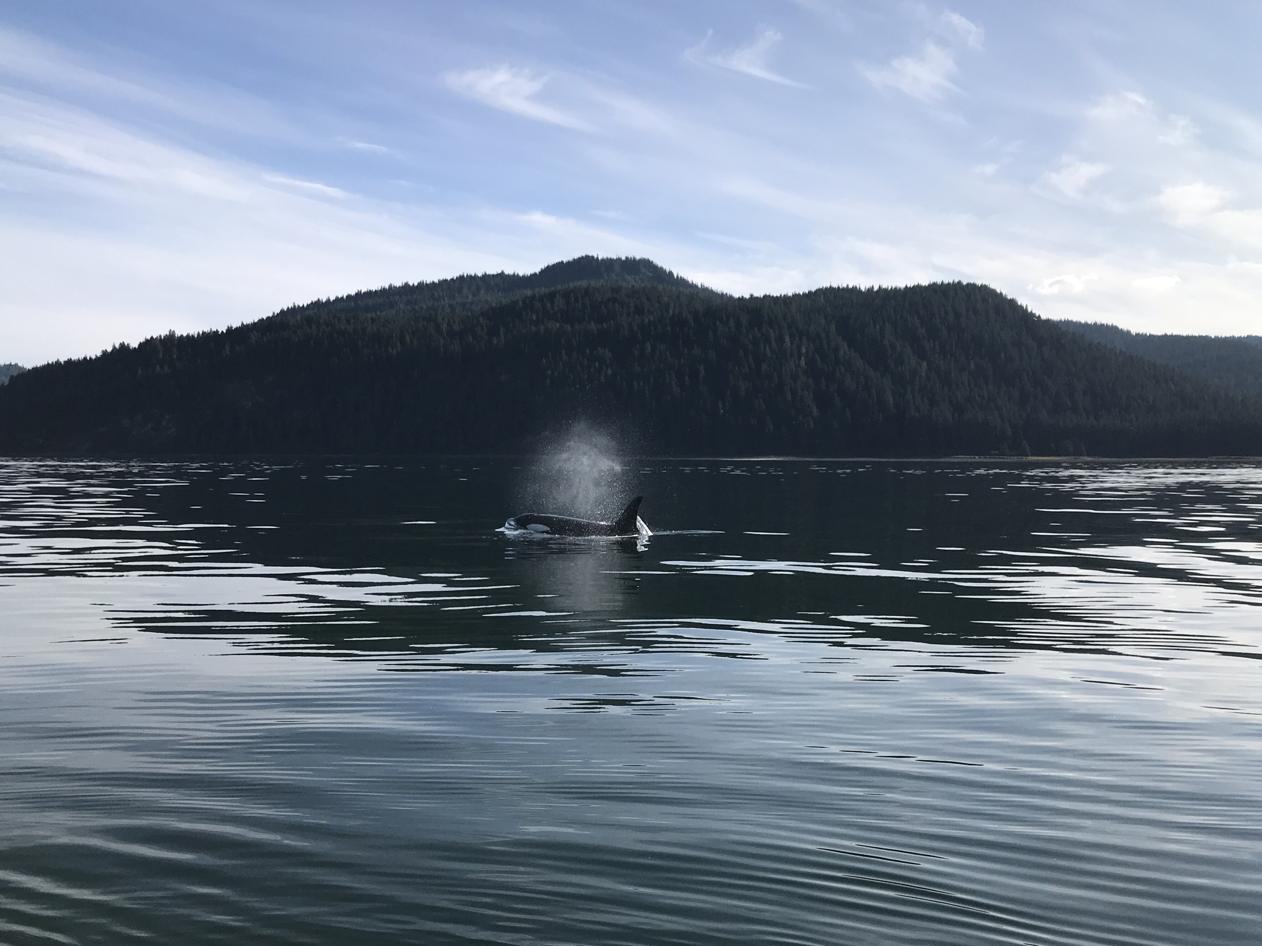 Killer Whale on Icy Strait Point Disney Alaska Cruise Excursion